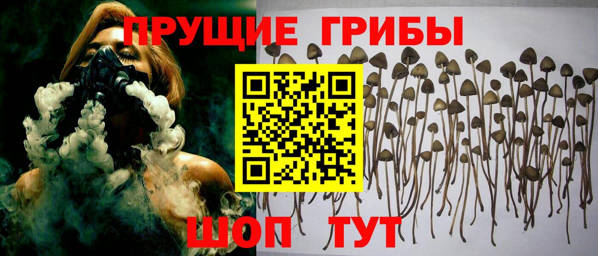 Галлюциногенные грибы Psilocybe Отрадное